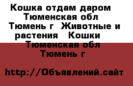 Кошка отдам даром - Тюменская обл., Тюмень г. Животные и растения » Кошки   . Тюменская обл.,Тюмень г.